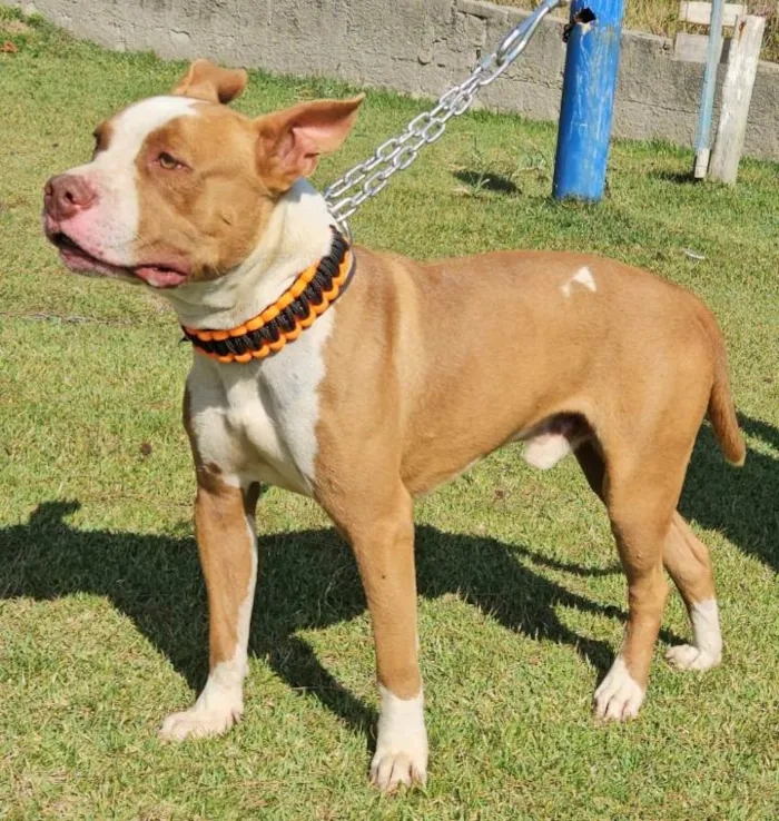 Cachorro ra a Pit-Bull idade 1 ano nome Brad