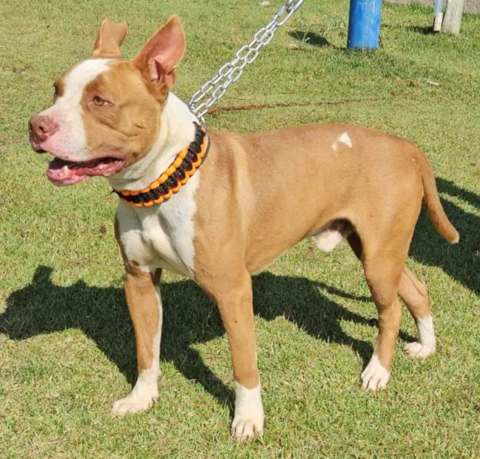 Cachorro ra a Pit-Bull idade 1 ano nome Brad