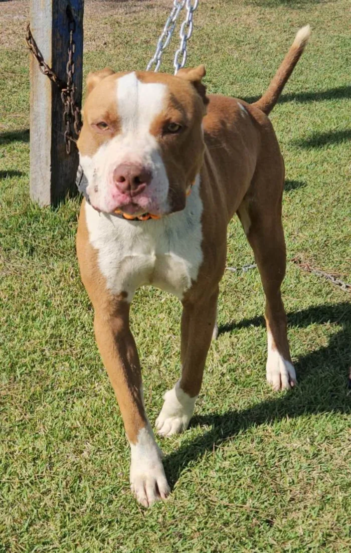 Cachorro ra a Pit-Bull idade 1 ano nome Brad