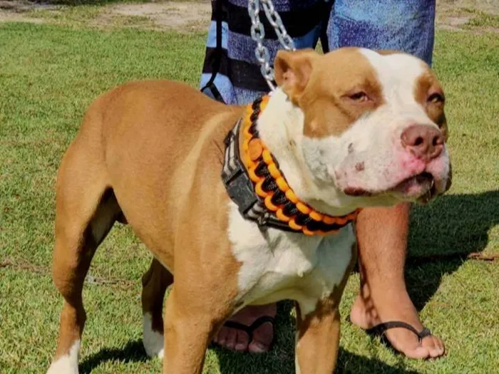 Cachorro ra a Pit-Bull idade 1 ano nome Brad