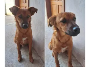 Cachorro raça SRD-ViraLata idade 7 a 11 meses nome Cutuco