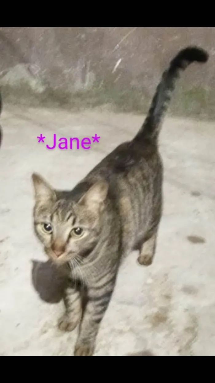 Gato ra a SRD idade 2 anos nome Jane 