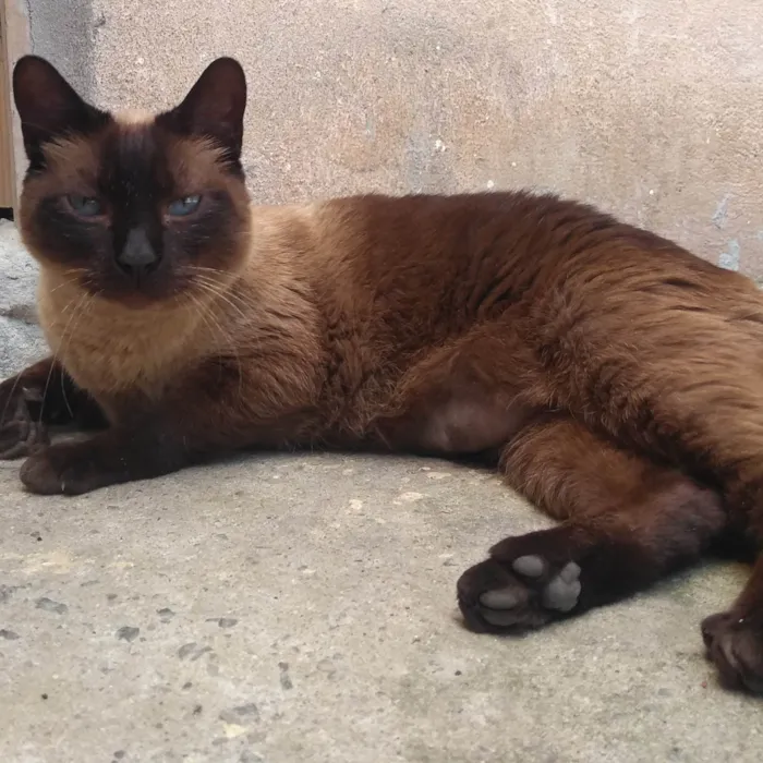 Gato ra a SRD  idade 6 ou mais anos nome Marrom 