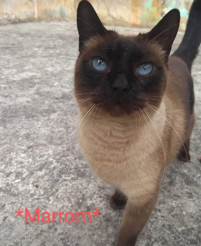Gato ra a SRD  idade 6 ou mais anos nome Marrom 