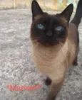 Marrom