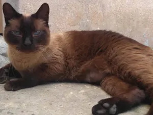 Gato raça SRD  idade 6 ou mais anos nome Marrom 
