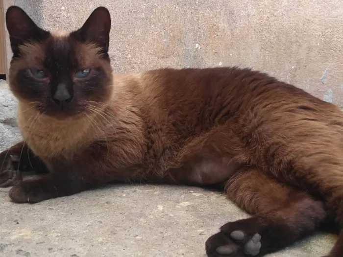 Gato ra a SRD  idade 6 ou mais anos nome Marrom 