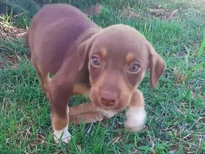 Cachorro ra a SRD-ViraLata idade 1 ano nome Cacau