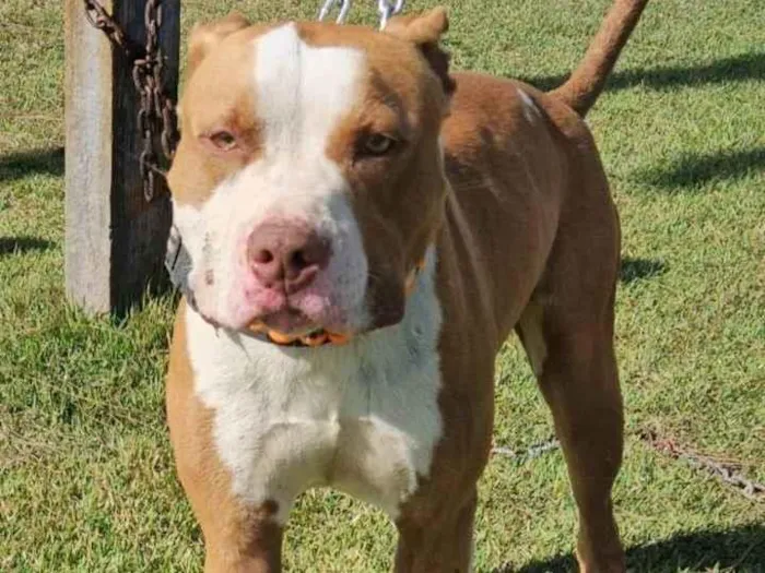 Cachorro ra a Pit-Bull idade 1 ano nome Brad