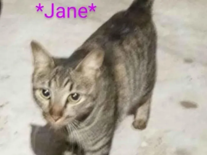 Gato ra a SRD idade 2 anos nome Jane 
