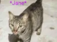 Jane