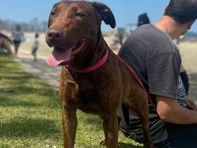 Cachorro ra a Pit-Bull idade 7 a 11 meses nome BOMBOM