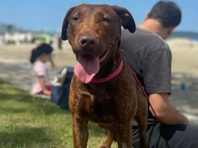 Cachorro ra a Pit-Bull idade 7 a 11 meses nome BOMBOM