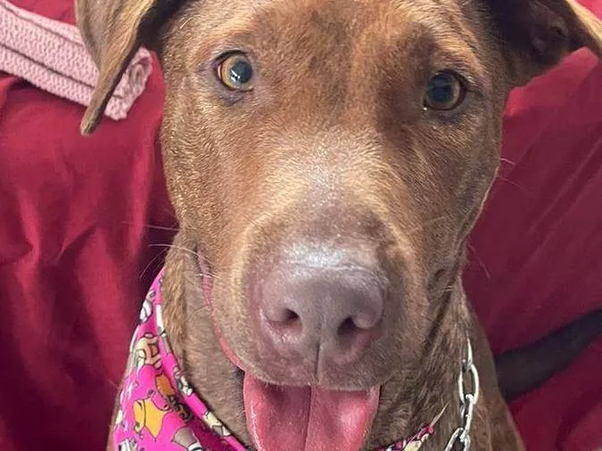 Cachorro ra a Pit-Bull idade 7 a 11 meses nome BOMBOM
