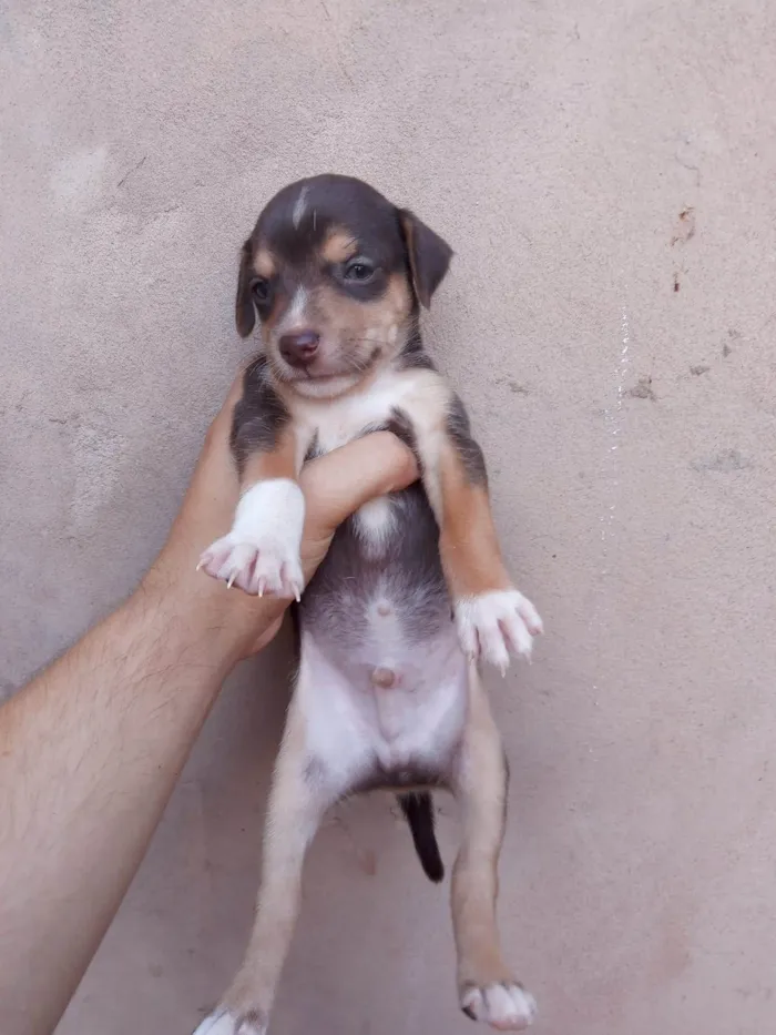 Cachorro ra a Vira lata  idade Abaixo de 2 meses nome Sem nome