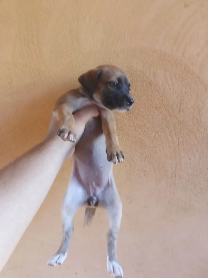 Cachorro ra a Vira lata  idade Abaixo de 2 meses nome Sem nome