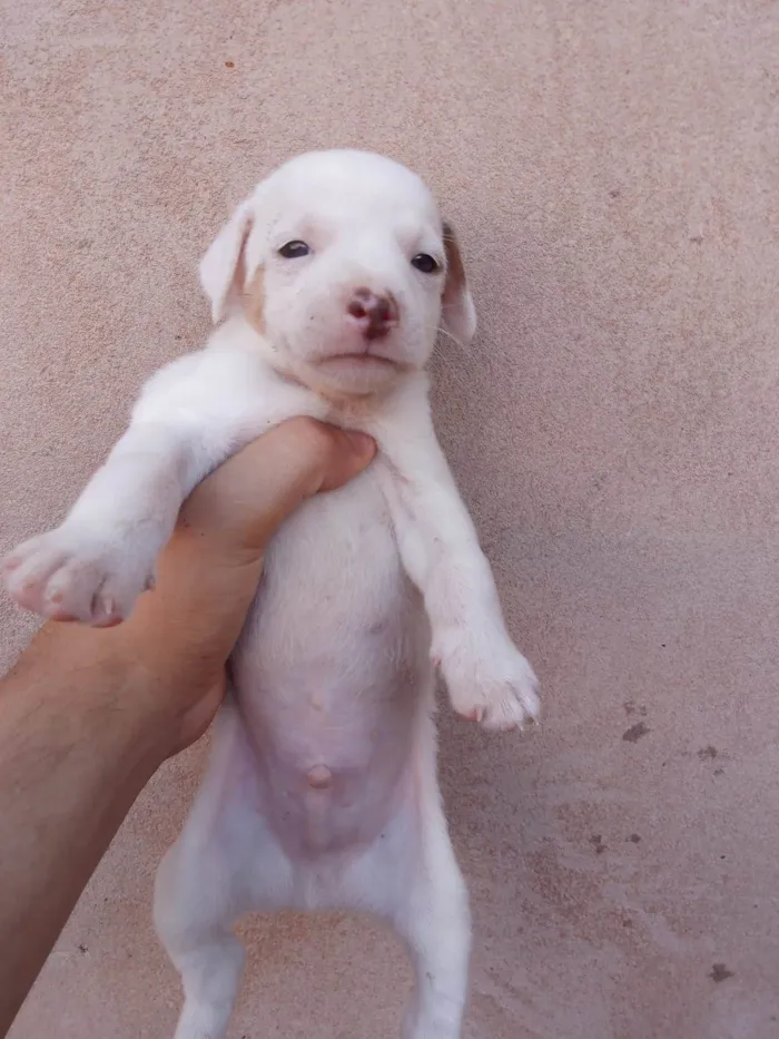 Cachorro ra a Vira lata  idade Abaixo de 2 meses nome Sem nome