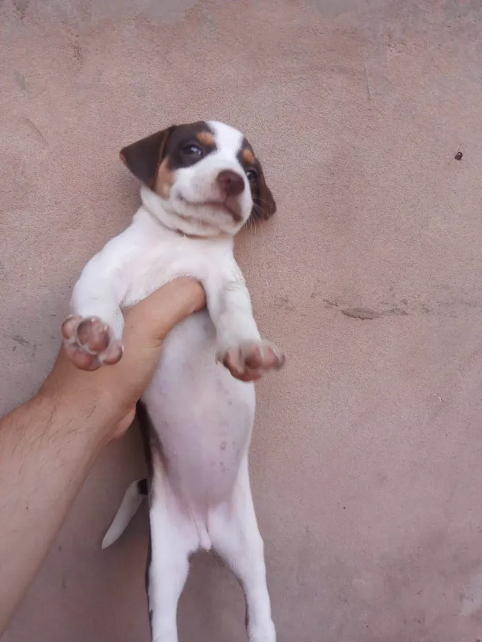 Cachorro ra a Vira lata  idade Abaixo de 2 meses nome Sem nome