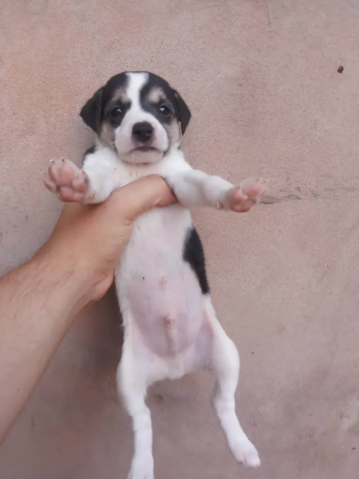 Cachorro ra a Vira lata  idade Abaixo de 2 meses nome Sem nome