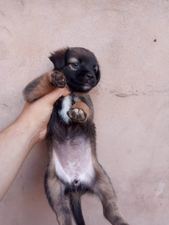 Cachorro ra a Vira lata  idade Abaixo de 2 meses nome Sem nome