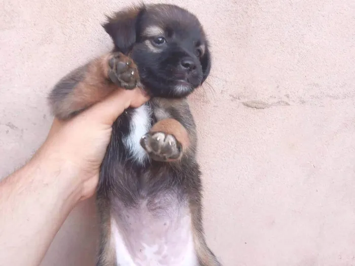 Cachorro ra a Vira lata  idade Abaixo de 2 meses nome Sem nome