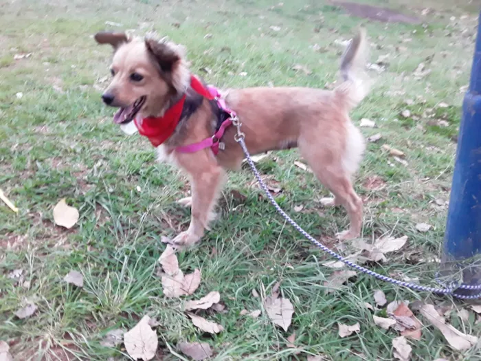 Cachorro ra a Srd- Vira Lata idade 1 ano nome Sem Nome 1