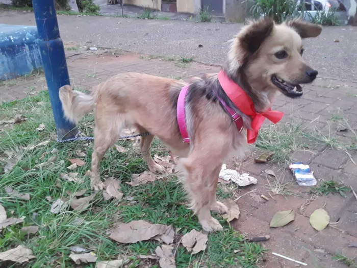 Cachorro ra a Srd- Vira Lata idade 1 ano nome Sem Nome 1