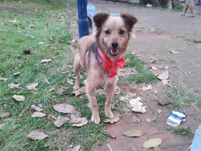 Cachorro ra a Srd- Vira Lata idade 1 ano nome Sem Nome 1