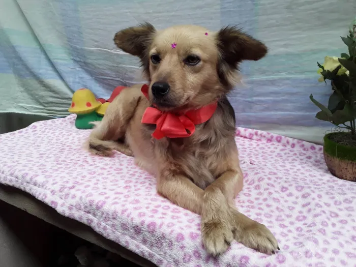 Cachorro ra a Srd- Vira Lata idade 1 ano nome Sem Nome 1