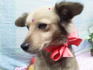 Cachorro raça Srd- Vira Lata idade 1 ano nome Sem Nome 1
