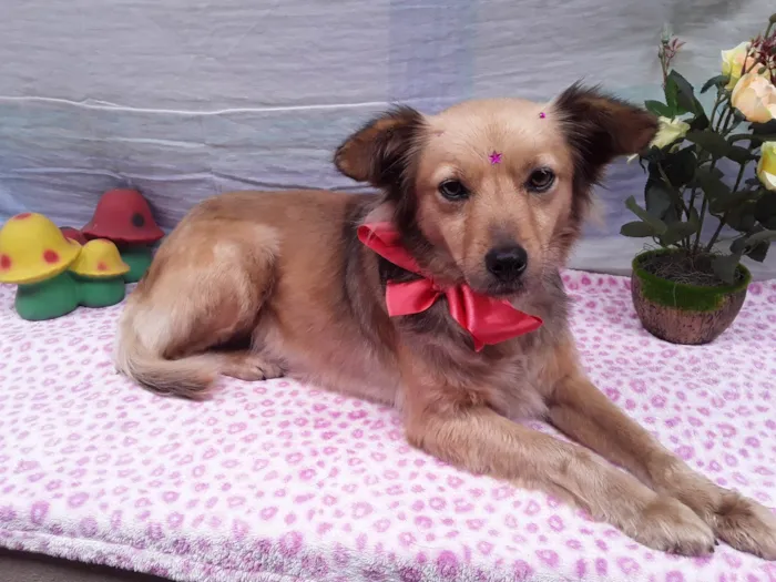 Cachorro ra a Srd- Vira Lata idade 1 ano nome Sem Nome 1