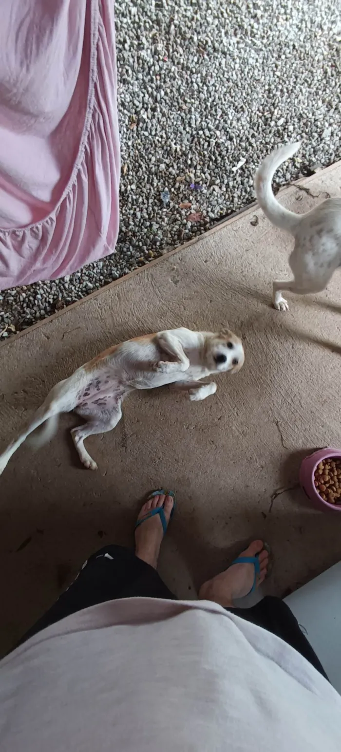 Cachorro ra a não definida  idade 2 a 6 meses nome Cookie