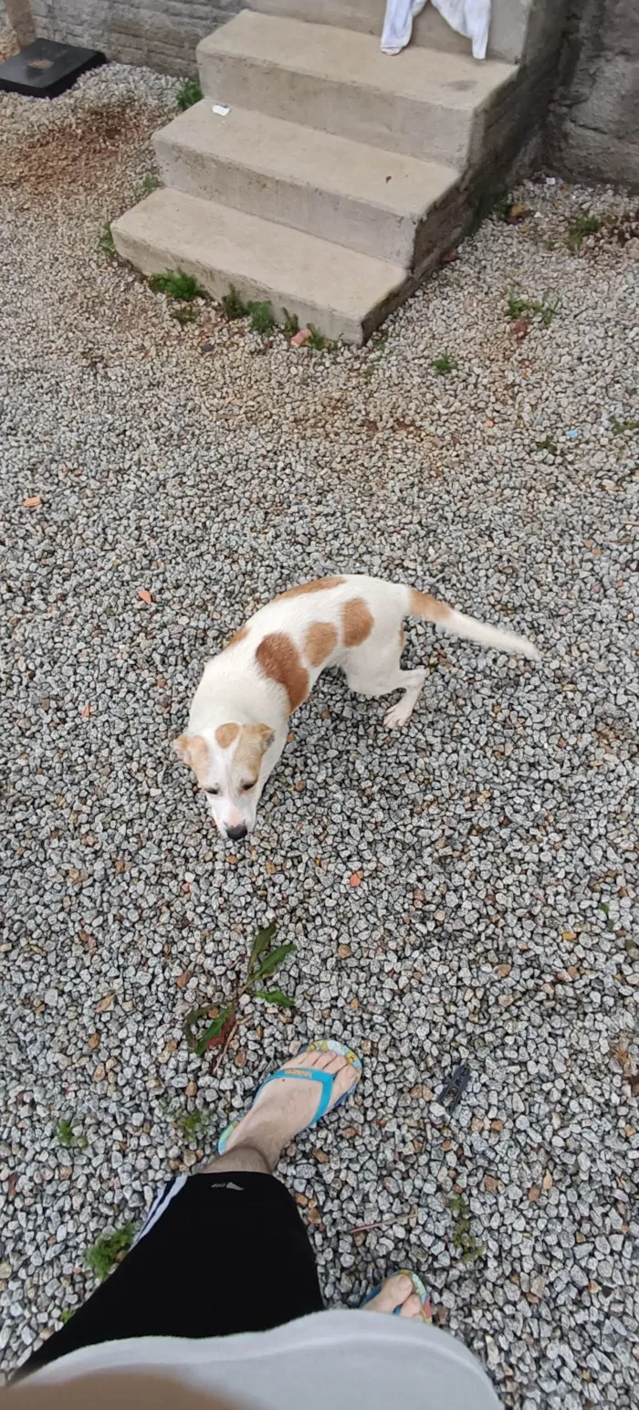 Cachorro ra a não definida  idade 2 a 6 meses nome Cookie