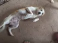 Cookie