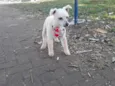 Floquinho 