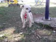 Floquinho 