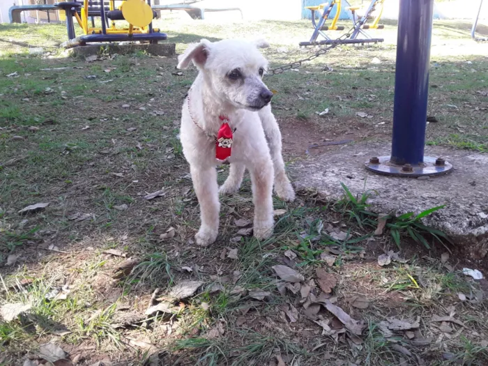 Cachorro ra a Poodle idade 1 ano nome Floquinho 