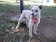 Floquinho 