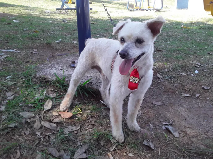 Cachorro ra a Poodle idade 1 ano nome Floquinho 