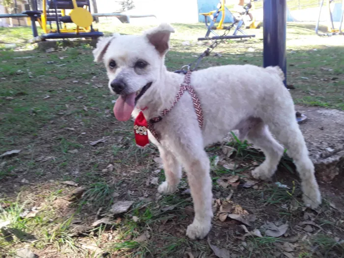 Cachorro ra a Poodle idade 1 ano nome Floquinho 