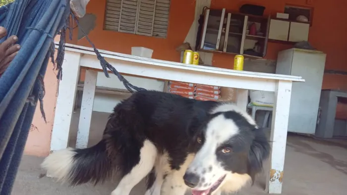 Cachorro ra a Poodle idade 1 ano nome Floquinho 