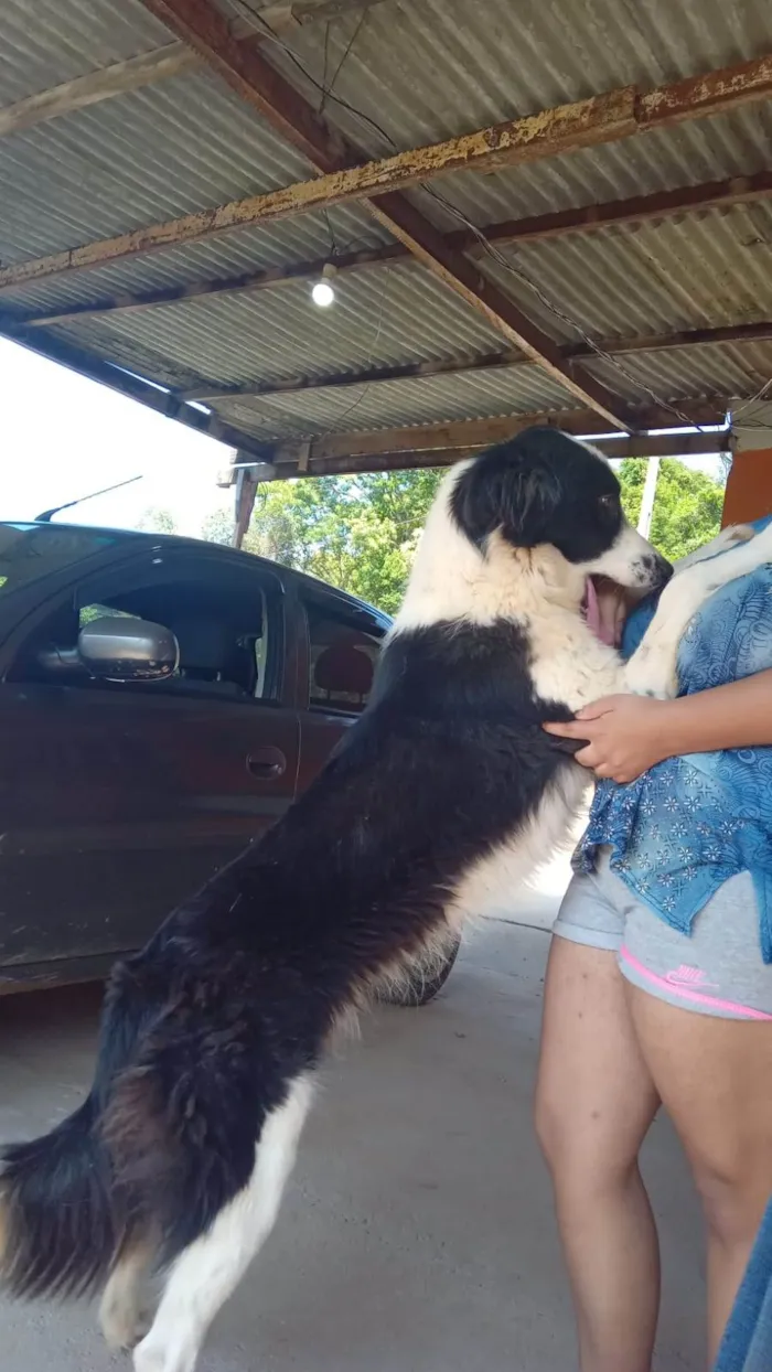 Cachorro ra a Poodle idade 1 ano nome Floquinho 