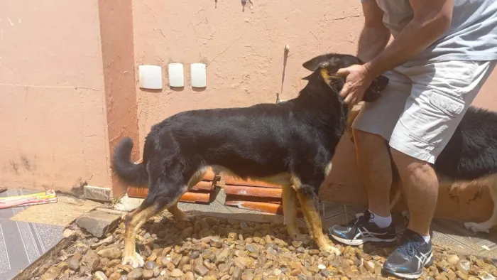 Cachorro ra a Pastor Alemão idade 4 anos nome Bud