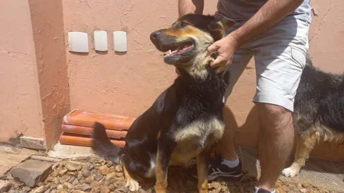 Cachorro ra a Pastor Alemão idade 4 anos nome Bud