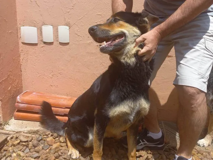 Cachorro ra a Pastor Alemão idade 4 anos nome Bud