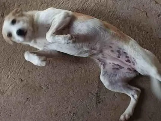 Cachorro ra a não definida  idade 2 a 6 meses nome Cookie