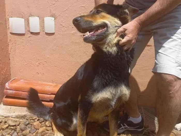 Cachorro ra a Pastor Alemão idade 4 anos nome Bud