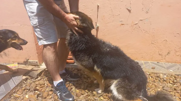 Cachorro ra a Pastor Alemão idade 4 anos nome Estella