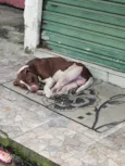 Floquinho 