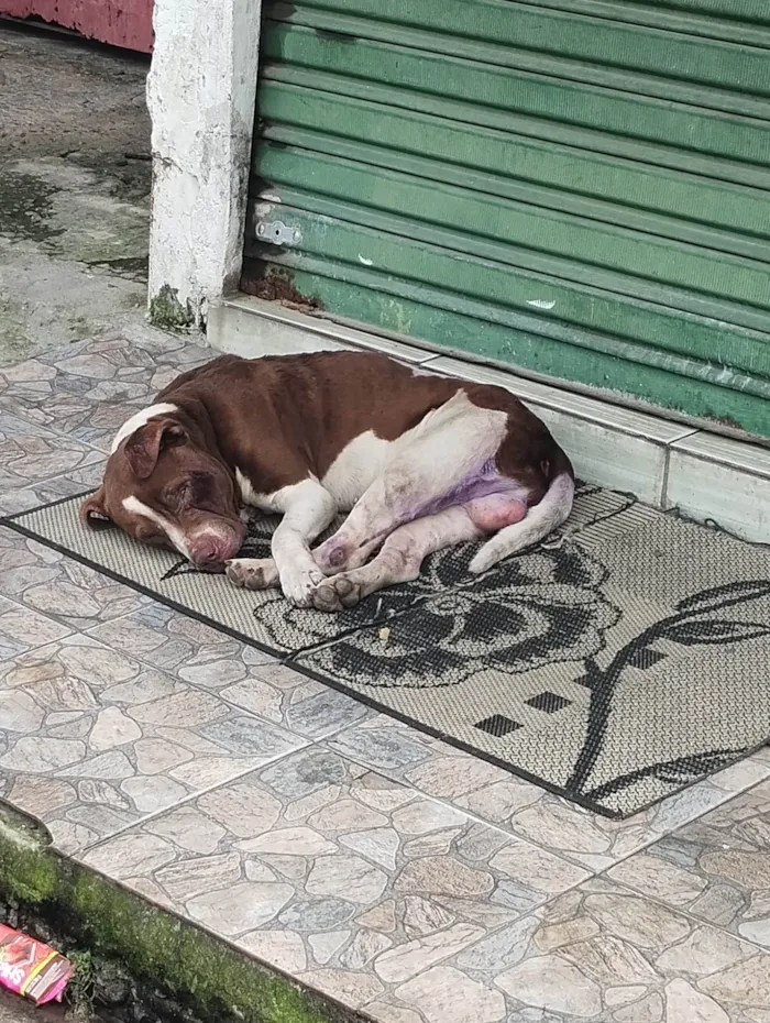 Cachorro ra a Poodle idade 1 ano nome Floquinho 